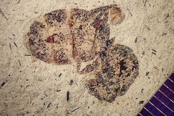 Media type: image;   Entomology PALE-14591